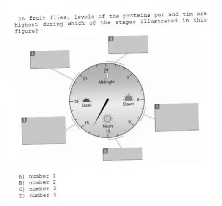 In fruit flies, levels of the proteins per and tim are highest during which of the stages illustrated in this figure?
A) number 1
B) number 2
C) number 3
D) number 4