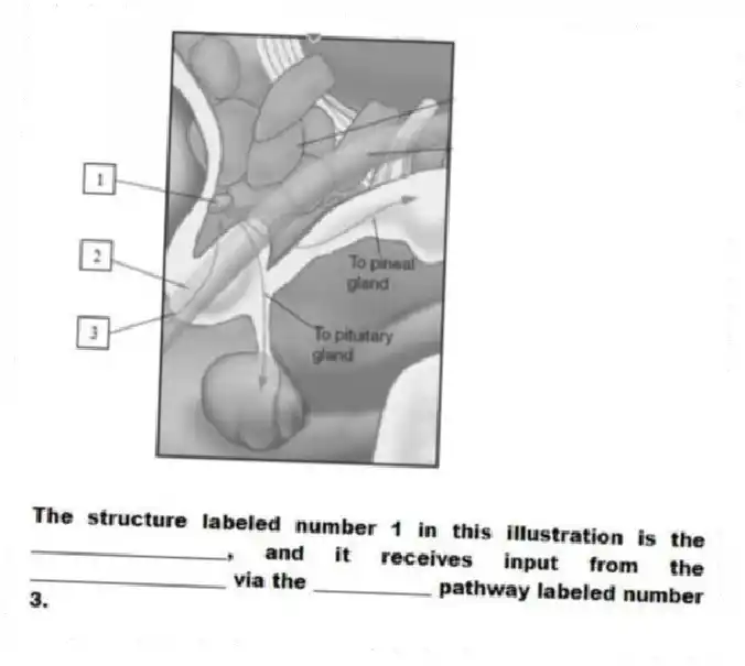 -The structure labeled number 1 in this illustration is the ____________________, and it receives input from the ____________________ via the ____________ pathway labeled number 3.