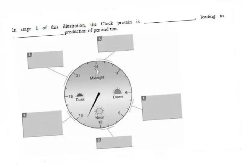In stage 1 of this illustration, the Clock protein is ____________________, leading to ____________________ production of per and tim.