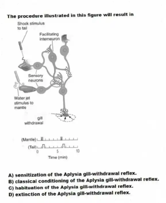  The procedure illustrated in this figure will result in

A) sensitization of the Aplysia gill-withdrawal reflex. 
B) classical conditioning of the Aplysia gill-withdrawal reflex. 
C) habituation of the Aplysia gill-withdrawal reflex. 
D) extinction of the Aplysia gill-withdrawal reflex.
