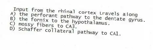  Input from the rhinal cortex travels along
A) the perforant pathway to the dentate gyrus.
B) the fornix to the hypothalamus.
C) mossy fibers to CA3.
D) Schaffer collateral pathway to CA1.