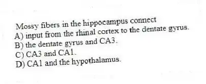 Mossy fibers in the hippocampus connect
A) input from the rhinal cortex to the dentate gyrus.
B) the dentate gyrus and CA3.
C) CA3 and CA1.
D) CA1 and the hypothalamus.