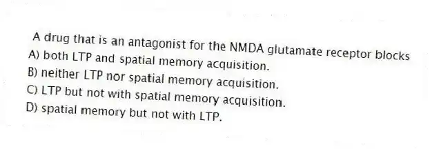 A drug that is an antagonist for the NMDA glutamate receptor blocks
A) both LTP and spatial memory acquisition.
B) neither LTP nor spatial memory acquisition.
C) LTP but not with spatial memory acquisition.
D) spatial memory but not with LTP.