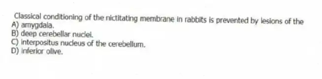 Classical conditioning of the nictitating membrane in rabbits is prevented by lesions of the
A) amygdala.
B) deep cerebellar nuclei.
C) interpositus nucleus of the cerebellum.
D) inferior olive.