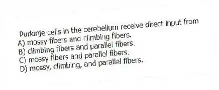  Purkinje cells in the cerebellum receive direct input from
A) mossy fibers and climbing fibers.
B) climbing fibers and parallel fibers.
C) mossy fibers and parallel fibers.
D) mossy, climbing, and parallel fibers.