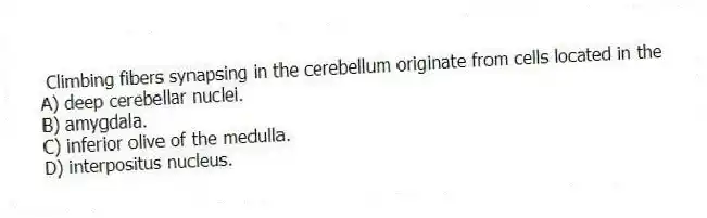 Climbing fibers synapsing in the cerebellum originate from cells located in the
A) deep cerebellar nuclei.
B) amygdala.
C) inferior olive of the medulla.
D) interpositus nucleus.