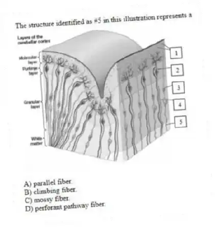  The structure identified as #5 in this illustration represents a

A) parallel fiber. 
B) climbing fiber. 
C) mossy fiber. 
D) perforant pathway fiber.
