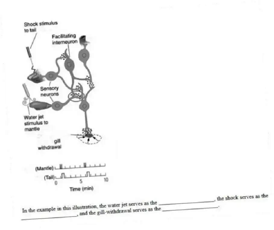  
- In the example in this illustration, the water jet serves as the ____________________, the shock serves as the ____________________, and the gill-withdrawal serves as the ____________________.
