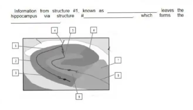  Information from structure #1, known as ____________________, leaves the hippocampus via structure #____________________, which forms the ____________________.
 