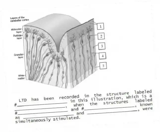 - LTD has been recorded in the structure labeled #____________________ in this illustration, which is a ____________________, when the structures labeled #____________________ and #____________________, known as ____________________ and ____________________, were simultaneously stimulated.