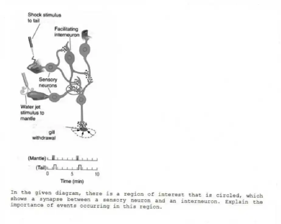    In the given diagram, there is a region of interest that is circled, which shows a synapse between a sensory neuron and an interneuron. Explain the importance of events occurring in this region.