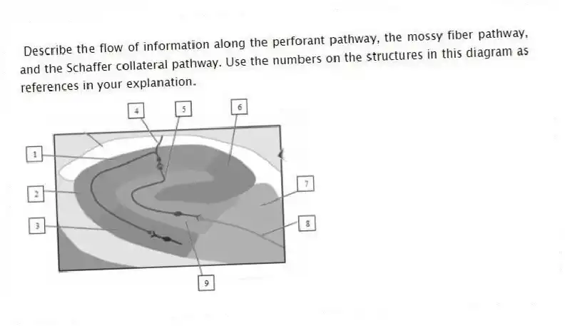 Describe the flow of information along the perforant pathway, the mossy fiber pathway, and the Schaffer collateral pathway. Use the numbers on the structures in this diagram as references in your explanation.