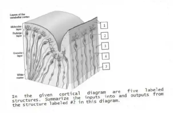 In the given cortical diagram are five labeled structures. Summarize the inputs into and outputs from the structure labeled #2 in this diagram.