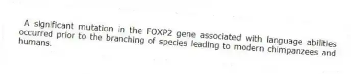 A significant mutation in the FOXP2 gene associated with language abilities occurred prior to the branching of species leading to modern chimpanzees and humans.