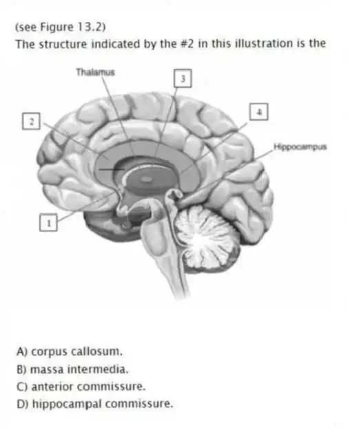 (see Figure 13.2)
The structure indicated by the #2 in this illustration is the
A) corpus callosum.
B) massa intermedia.
C) anterior commissure.
D) hippocampal commissure.