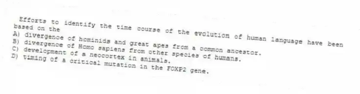 Efforts to identify the time course of the evolution of human language have been based on the
A) divergence of hominids and great apes from a common ancestor.
B) divergence of Homo sapiens from other species of humans.
C) development of a neocortex in animals.
D) timing of a critical mutation in the FOXP2 gene.