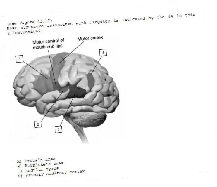 (see Figure 13.17)
What structure associated with language is indicated by the #4 in this illustration?

A) Broca's area 
B) Wernicke's area 
C) angular gyrus 
D) primary auditory cortex

