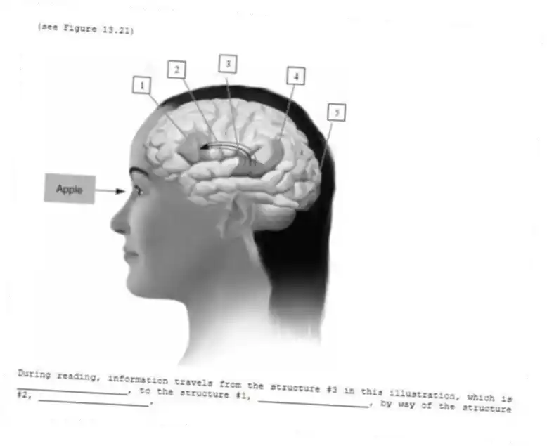 (see Figure 13.21)
-During reading, information travels from the structure #3 in this illustration, which is ____________________, to the structure #1, ____________________, by way of the structure #2, ____________________.