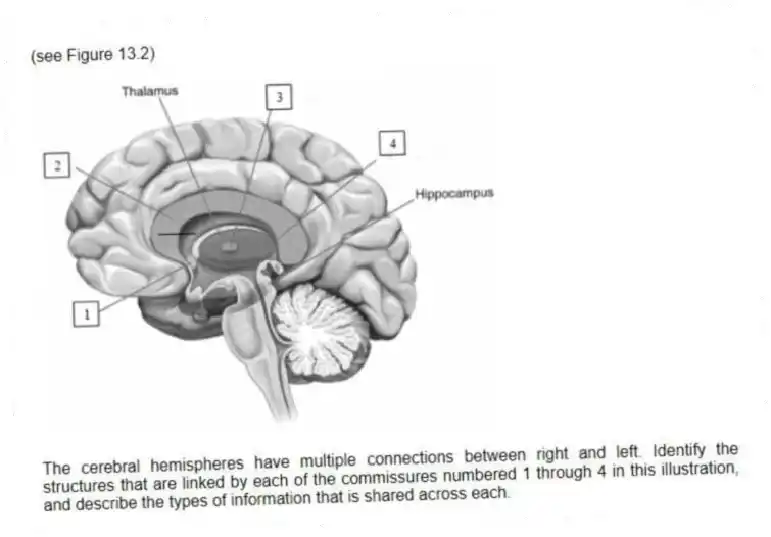 (see Figure 13.2)
-The cerebral hemispheres have multiple connections between right and left. Identify the structures that are linked by each of the commissures numbered 1 through 4 in this illustration, and describe the types of information that is shared across each.