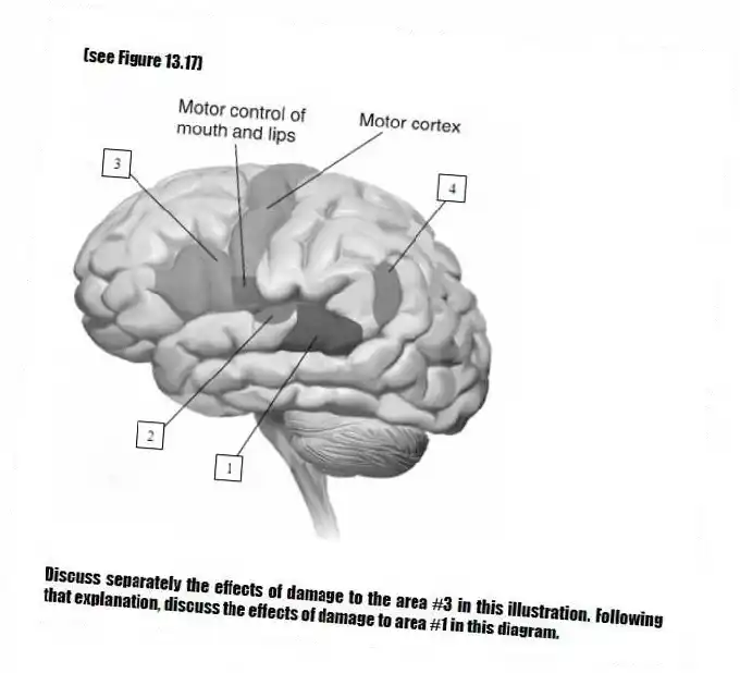 (see Figure 13.17)
-Discuss separately the effects of damage to the area #3 in this illustration. Following that explanation, discuss the effects of damage to area #1 in this diagram.