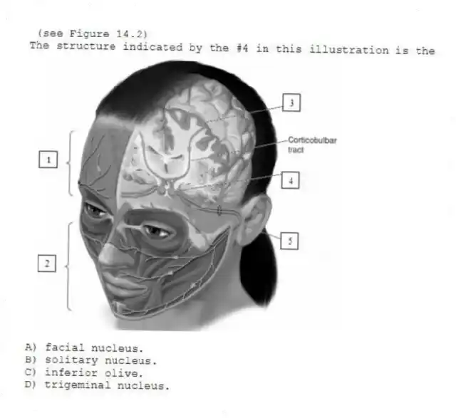 (see Figure 14.2)
The structure indicated by the #4 in this illustration is the
A) facial nucleus.
B) solitary nucleus.
C) inferior olive.
D) trigeminal nucleus.