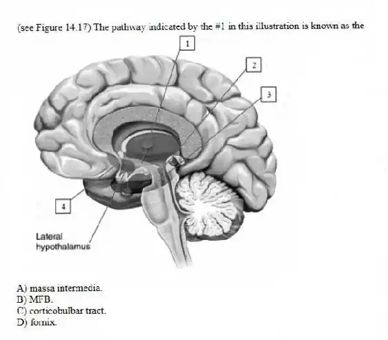 (see Figure 14.17) The pathway indicated by the #1 in this illustration is known as the
A) massa intermedia.
B) MFB.
C) corticobulbar tract.
D) fornix.