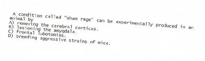 A condition called "sham rage" can be experimentally produced in an animal by
A) removing the cerebral cortices.
B) lesioning the amygdala.
C) frontal lobotomies.
D) breeding aggressive strains of mice.