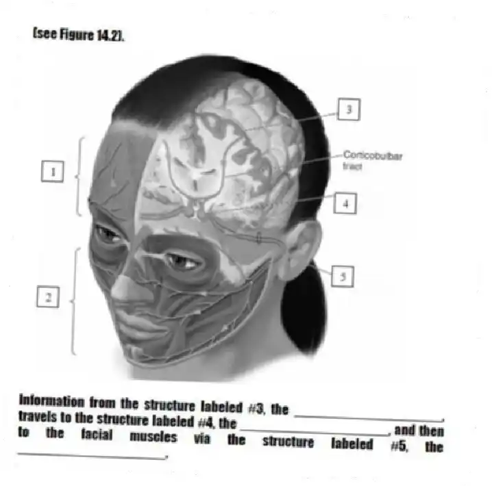 (see Figure 14.2).
-Information from the structure labeled #3, the ____________________, travels to the structure labeled #4, the ____________________, and then to the facial muscles via the structure labeled #5, the ____________________.