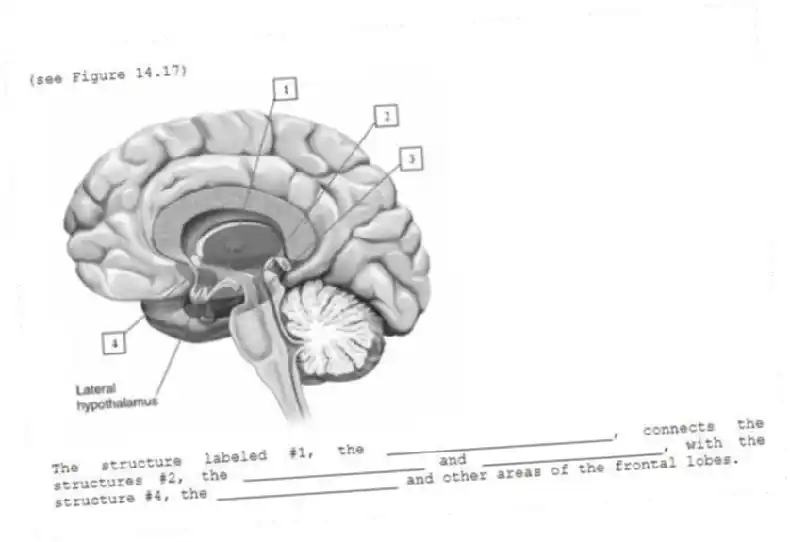 (see Figure 14.17)
-The structure labeled #1, the _________________________, connects the structures #2, the ____________________ and ____________________, with the structure #4, the ____________________ and other areas of the frontal lobes.