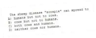 The sheep disease "scrapie" can spread to
A) humans but not to cows.
B) cows but not to humans.
C) both cows and humans.
D) neither cows nor humans.