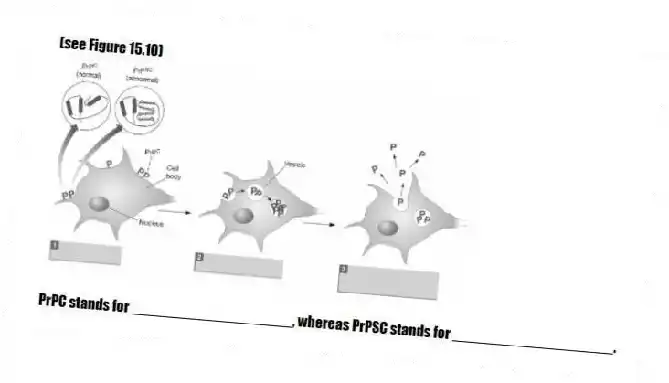 (see Figure 15.10) 
-PrPC stands for ____________________, whereas PrPSC stands for ____________________.
