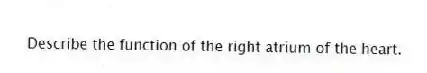 Describe the function of the right atrium of the heart.