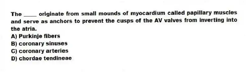 The _____ originate from small mounds of myocardium called papillary muscles and serve as anchors to prevent the cusps of the AV valves from inverting into the atria.
A) Purkinje fibers
B) coronary sinuses
C) coronary arteries
D) chordae tendineae