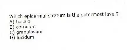 Which epidermal stratum is the outermost layer?
A) basale
B) corneum
C) granulosum
D) lucidum