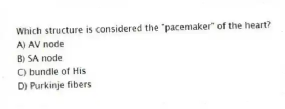 Which structure is considered the "pacemaker" of the heart?
A) AV node
B) SA node
C) bundle of His
D) Purkinje fibers
