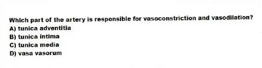Which part of the artery is responsible for vasoconstriction and vasodilation?
A) tunica adventitia
B) tunica intima
C) tunica media
D) vasa vasorum