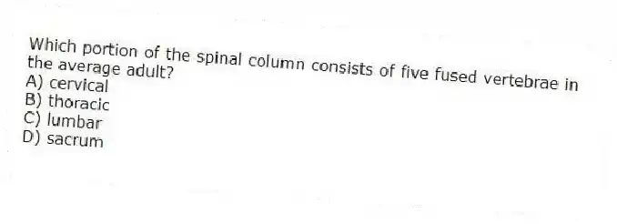 Which portion of the spinal column consists of five fused vertebrae in the average adult?
A) cervical
B) thoracic
C) lumbar
D) sacrum