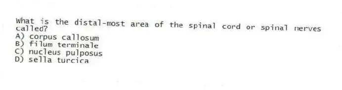 What is the distal-most area of the spinal cord or spinal nerves called?
A) corpus callosum
B) filum terminale
C) nucleus pulposus
D) sella turcica