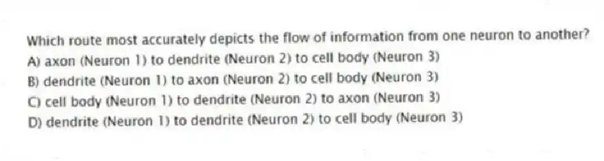 Which route most accurately depicts the flow of information from one neuron to another?
A) axon (Neuron 1) to dendrite (Neuron 2) to cell body (Neuron 3)
B) dendrite (Neuron 1) to axon (Neuron 2) to cell body (Neuron 3)
C) cell body (Neuron 1) to dendrite (Neuron 2) to axon (Neuron 3)
D) dendrite (Neuron 1) to dendrite (Neuron 2) to cell body (Neuron 3)