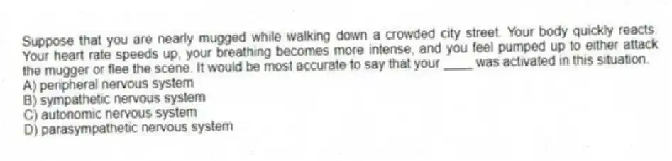 Suppose that you are nearly mugged while walking down a crowded city street. Your body quickly reacts. Your heart rate speeds up, your breathing becomes more intense, and you feel pumped up to either attack the mugger or flee the scene. It would be most accurate to say that your ____ was activated in this situation.
A) peripheral nervous system
B) sympathetic nervous system
C) autonomic nervous system
D) parasympathetic nervous system
