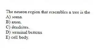 The neuron region that resembles a tree is the
A) soma.
B) axon.
C) dendrites.
D) terminal buttons.
E) cell body.
