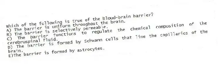 Which of the following is true of the blood-brain barrier?
A) The barrier is uniform throughout the brain.
B) The barrier is selectively permeable.
C) The barrier functions to regulate the chemical composition of the cerebrospinal fluid.
D) The barrier is formed by Schwann cells that line the capillaries of the brain.
E)The barrier is formed by astrocytes.