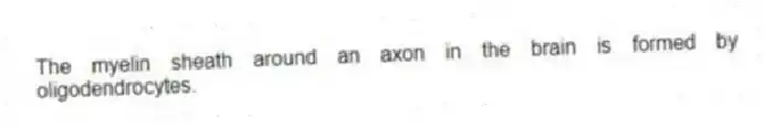 The myelin sheath around an axon in the brain is formed by oligodendrocytes.