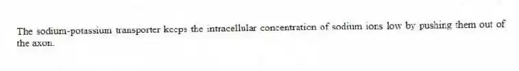 The sodium-potassium transporter keeps the intracellular concentration of sodium ions low by pushing them out of the axon.