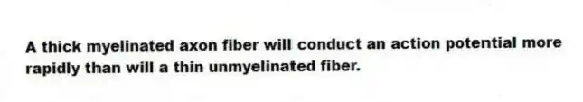 A thick myelinated axon fiber will conduct an action potential more rapidly than will a thin unmyelinated fiber.