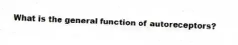 What is the general function of autoreceptors?