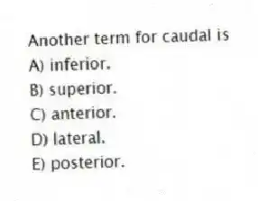 Another term for caudal is
A) inferior.
B) superior.
C) anterior.
D) lateral.
E) posterior.