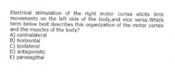 Electrical stimulation of the right motor cortex elicits limb movements on the left side of the body,and vice versa.Which term below best describes this organization of the motor cortex and the muscles of the body?
A) contralateral
B) horizontal
C) ipsilateral
D) antagonistic
E) parasagittal