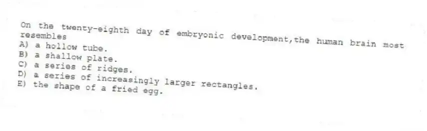 On the twenty-eighth day of embryonic development,the human brain most resembles
A) a hollow tube.
B) a shallow plate.
C) a series of ridges.
D) a series of increasingly larger rectangles.
E) the shape of a fried egg.