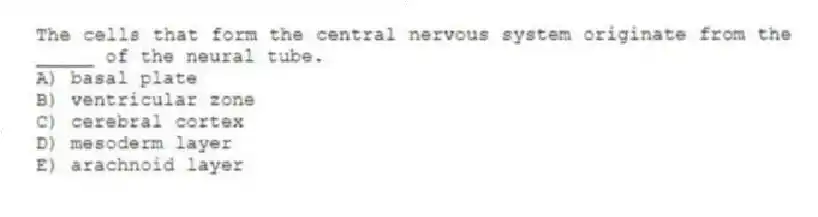 The cells that form the central nervous system originate from the _____ of the neural tube.
A) basal plate
B) ventricular zone
C) cerebral cortex
D) mesoderm layer
E) arachnoid layer